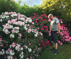 Store rhododendron. Alle størrelser kan skaffes